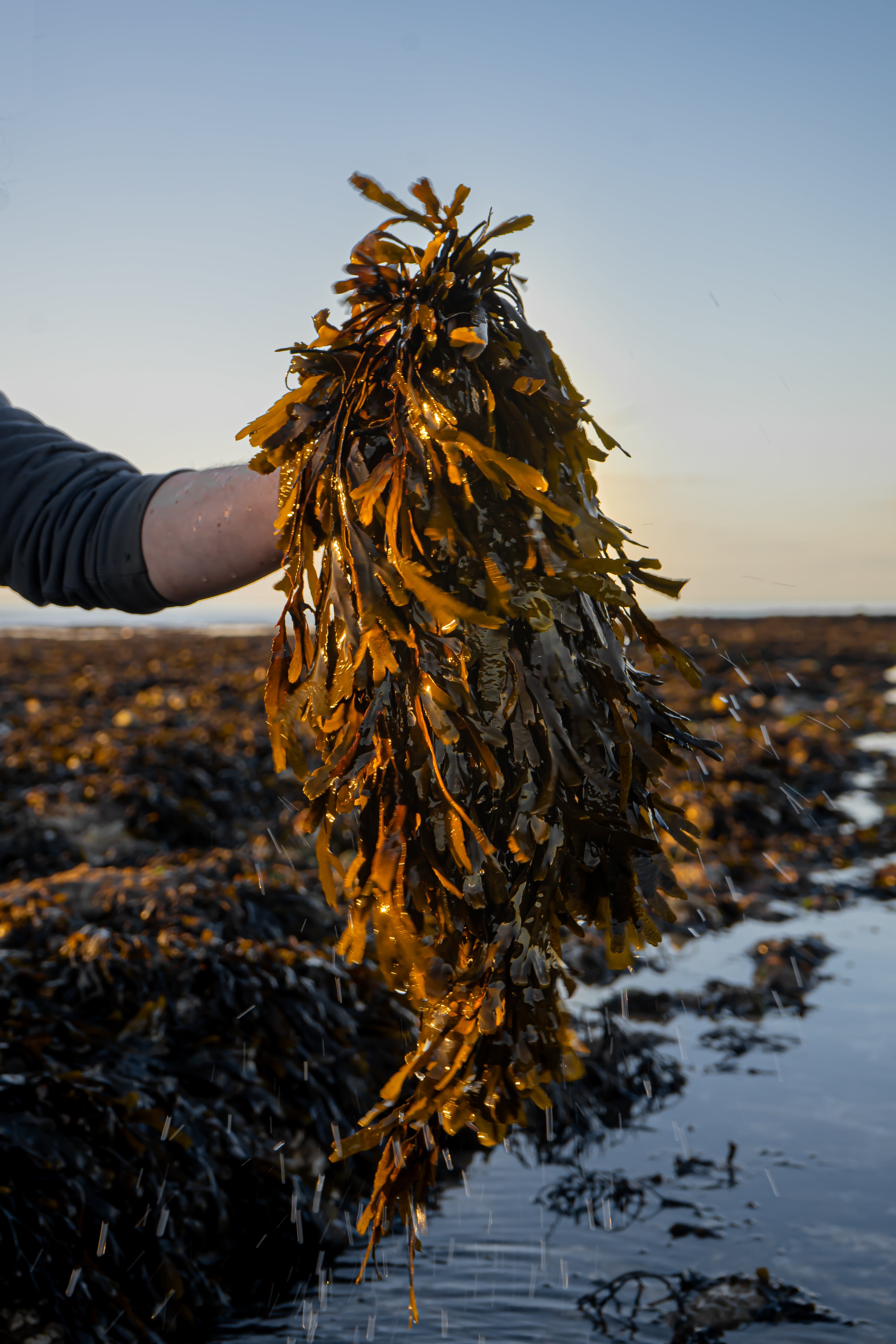Brand image from Haeckles, where seaweed is a key natural ingredient in their skincare and lifestyle products